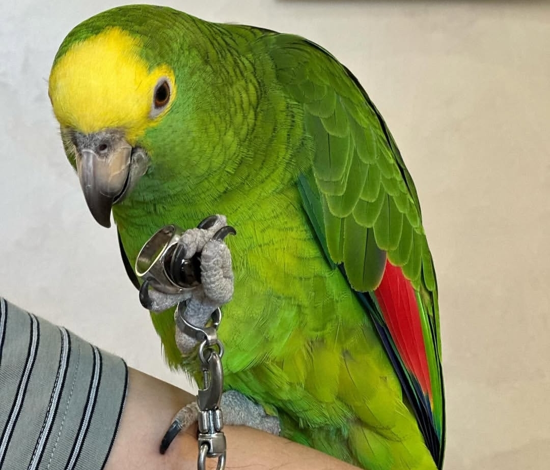 Male Yellow-Crowned Amazon Parrot (Paky) green talking parrot with bright yellow crown, hand-tamed one-year-old pet bird perched calmly.