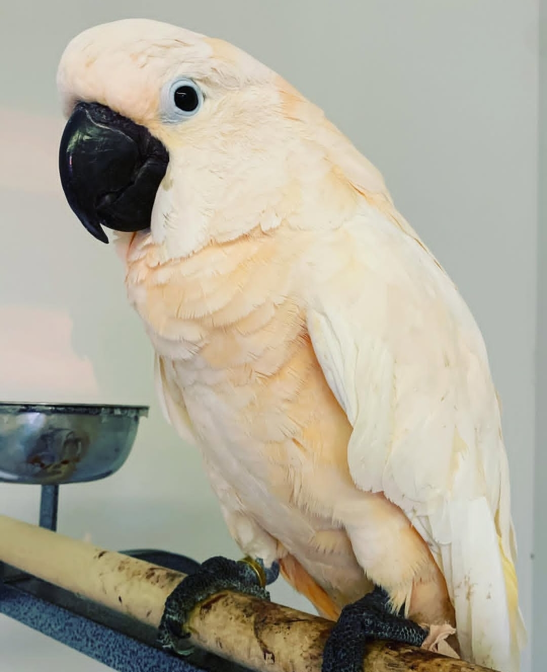Moluccan Cockatoo Parrots-Males-Females - Image 2
