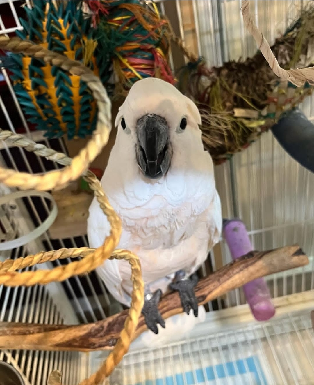 Moluccan Cockatoo Parrots-Males-Females - Image 4
