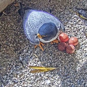 Peregrine Falcon Eggs