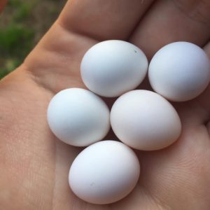 Pionus Parrot Eggs