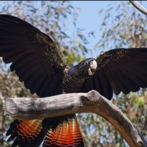 Red Tail Black Cockatoo Parrot-(Mani)