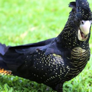 Red Tail Black Cockatoo Parrot-(Mani)