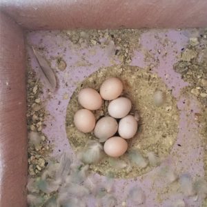 Red-Tailed Black Cockatoo Parrot Eggs