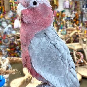Rose Breasted-Galah Cockatoo Parrot-(Emi)