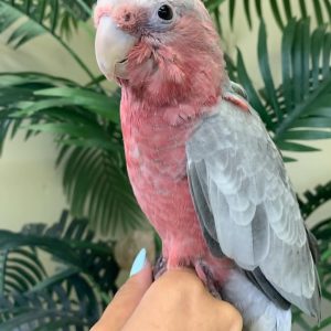 Rose Breasted-Galah Cockatoo Parrot-(Emi)