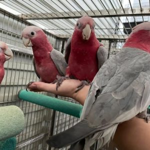 Rose Breasted-Galah Cockatoo Parrots-Males-Females
