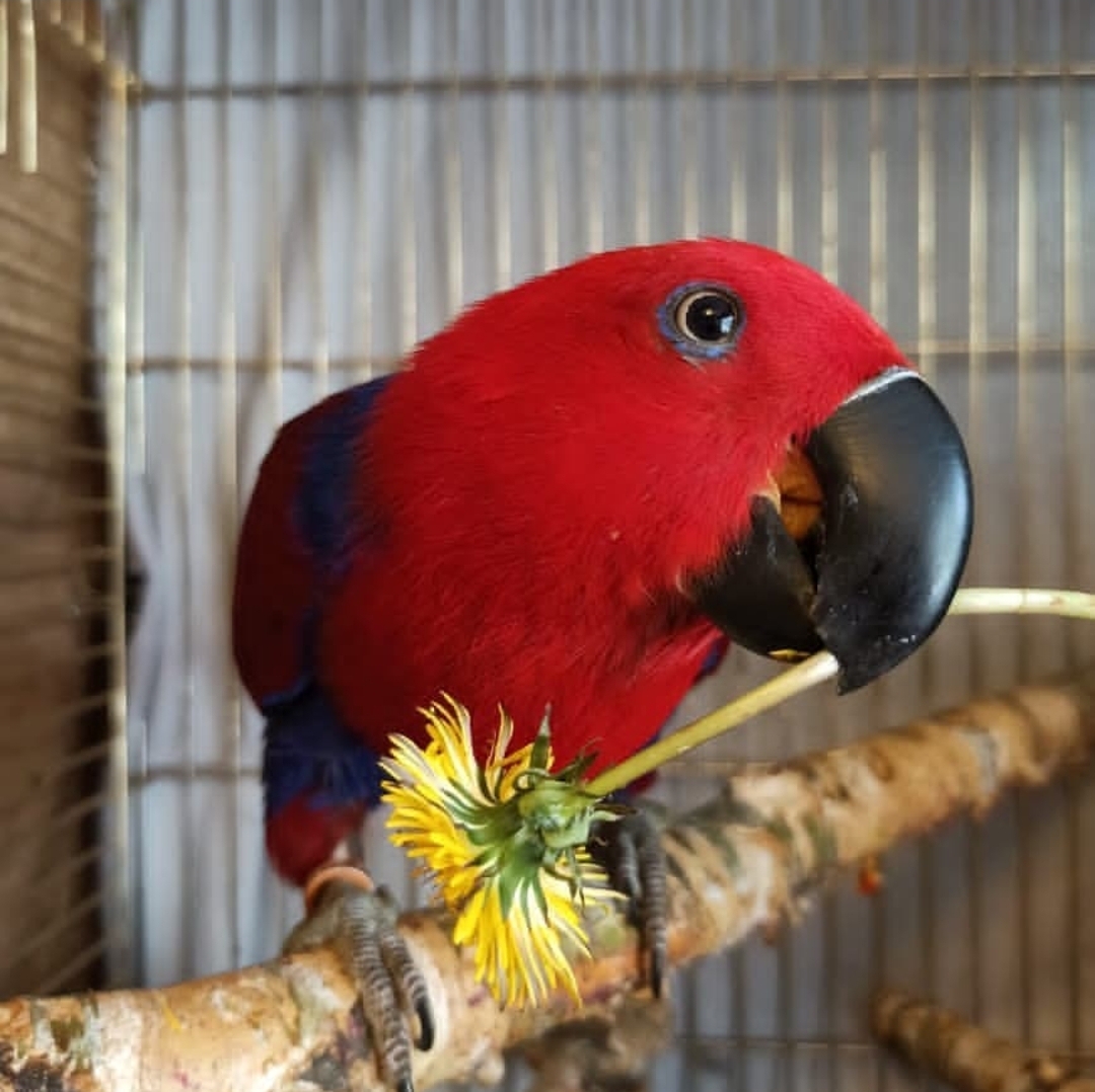 Solomon Island Eclectus Parrot-(Sini) - Image 2