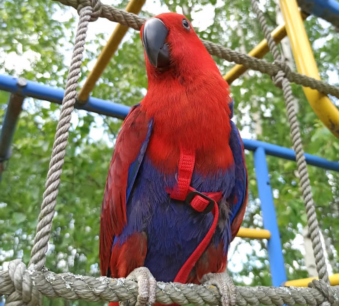 Solomon Island Eclectus Parrot-(Sini) - Image 3