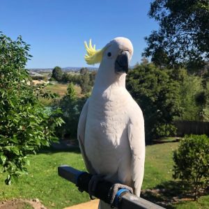 Sulphur Crested Cockatoo Parrot-(Zino)
