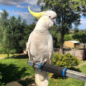 Sulphur Crested Cockatoo Parrot-(Zino)