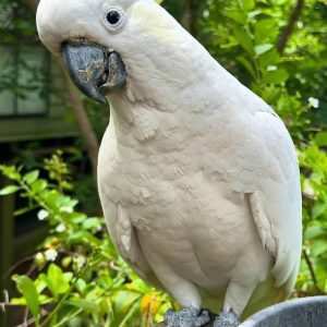 Sulphur Crested Cockatoo Parrots-Males-Females
