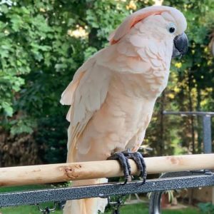 Umbrella Cockatoo Parrots-Males-Females