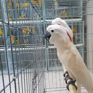 Umbrella Cockatoo Parrots-Males-Females
