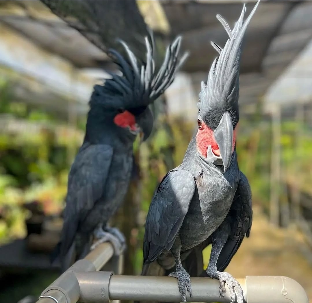 Black Palm Cockatoo parrot perched on tropical branch with striking black feathers and red cheek patches