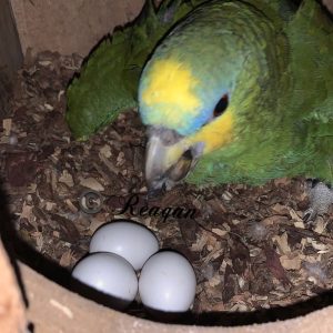 Hatching Yellow Crowned Amazon Parrot Eggs