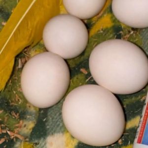 Golden Sun Conure parrot eggs from healthy breeding pair, rare exotic bird eggs for experienced breeders and aviculture enthusiasts