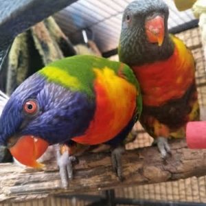 Breeding Pair Rainbow Lorikeet Parrots-Male-Female