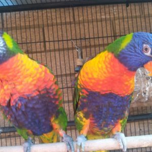 Breeding Pair Rainbow Lorikeet Parrots-Male-Female