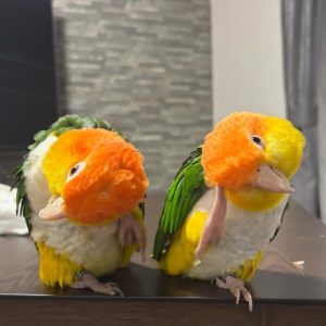 Breeding Pair White-Bellied Caique Birds-Male-Female