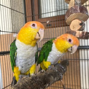 Breeding Pair White-Bellied Caique Birds-Male-Female