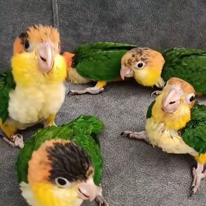 White-bellied Caique parrot babies, male and female, hand-tamed, colorful and healthy companion birds