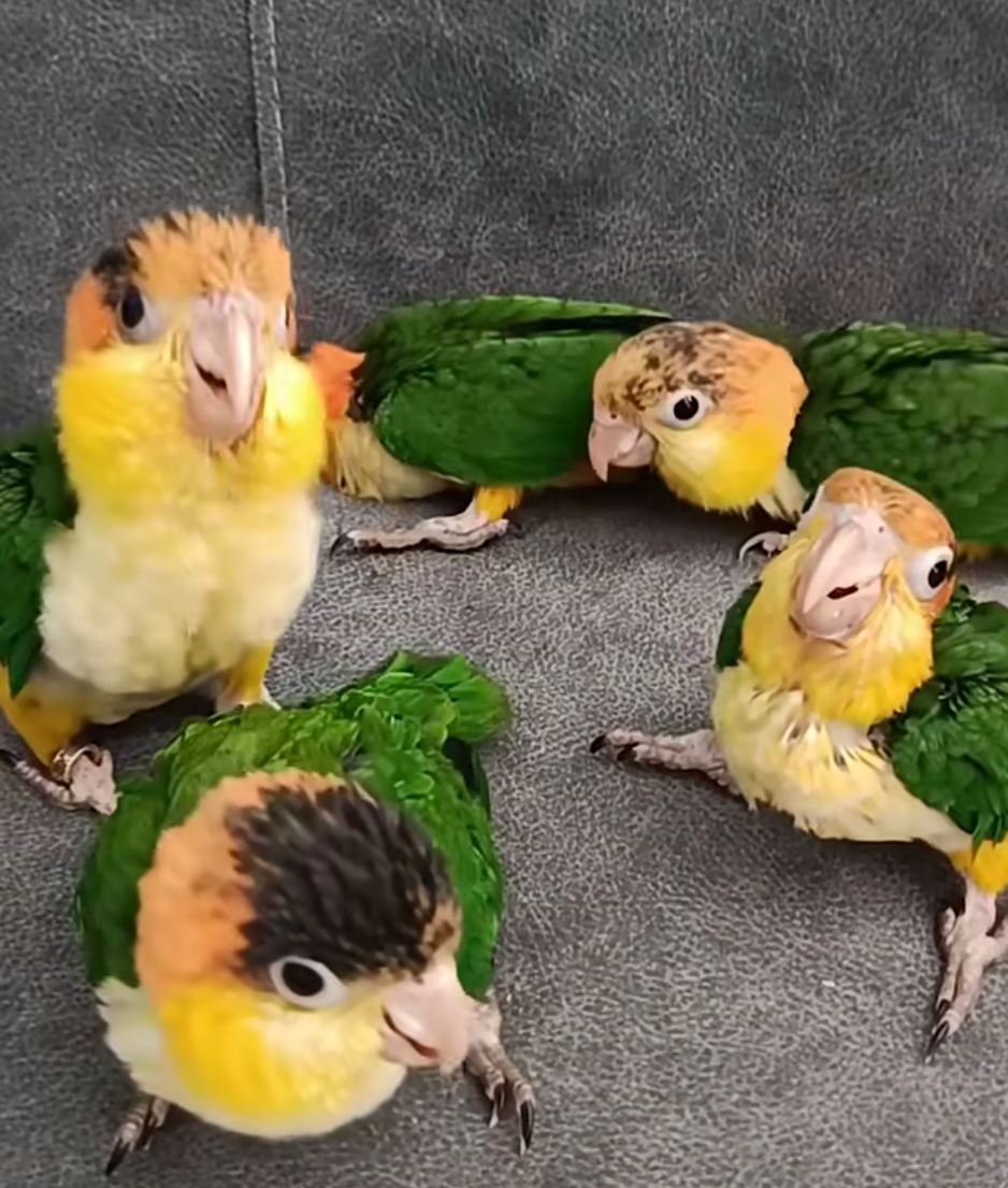 White-bellied Caique parrot babies, male and female, hand-tamed, colorful and healthy companion birds