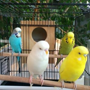 Budgerigar  Budgie/Parakeet Birds For Sale