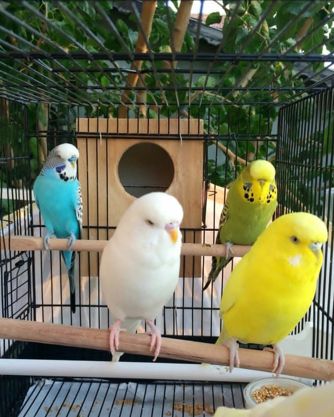 “Colorful budgerigar birds for sale – healthy budgie parakeets with vibrant feathers and friendly temperament”