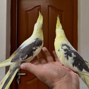 Cockatiel Birds For Sale