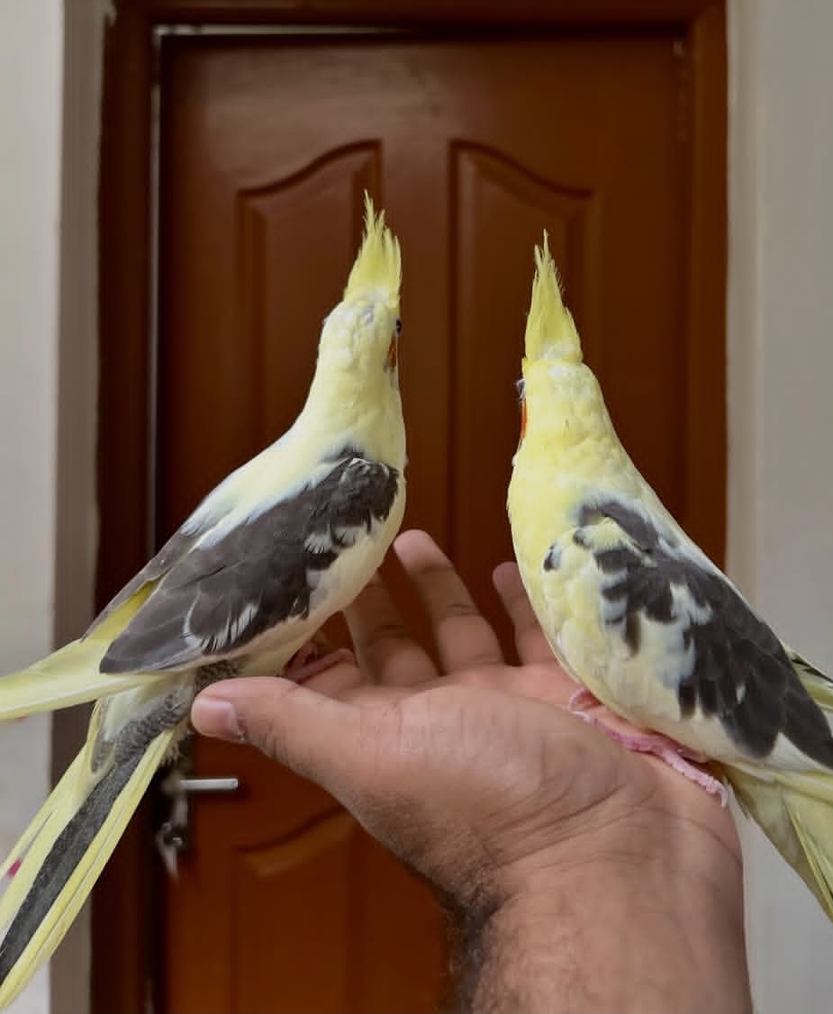 “Healthy cockatiel birds for sale in a clean aviary setting, ready for adoption”