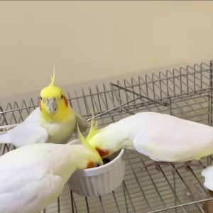 Cockatiel Birds For Sale