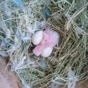 Fertile Lovebird (Agapornis) eggs