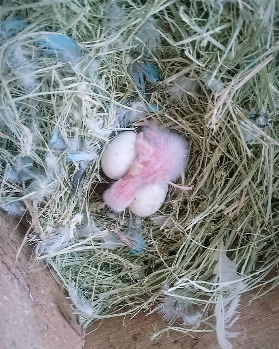 Fertile Lovebird (Agapornis) eggs in a nest, ready for incubation and hatching