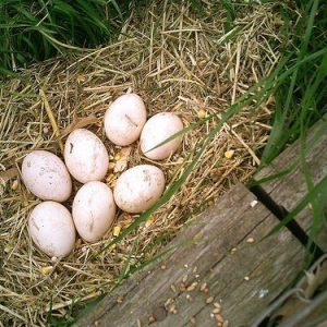 Fertile Indian Blue Peafowl Eggs
