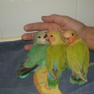 Lovebird (Agapornis)