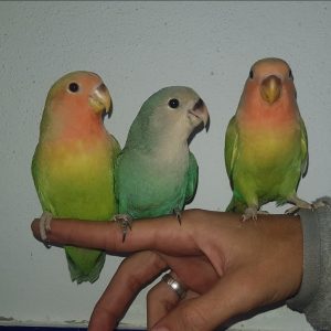 Lovebird (Agapornis)