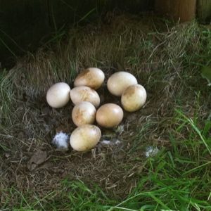Fertile India Blue Pied Peacock Eggs