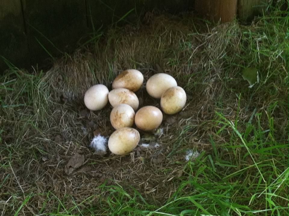 Fertile India Blue Pied peacock eggs arranged for hatching, high-quality breeding eggs for exotic peafowl incubation