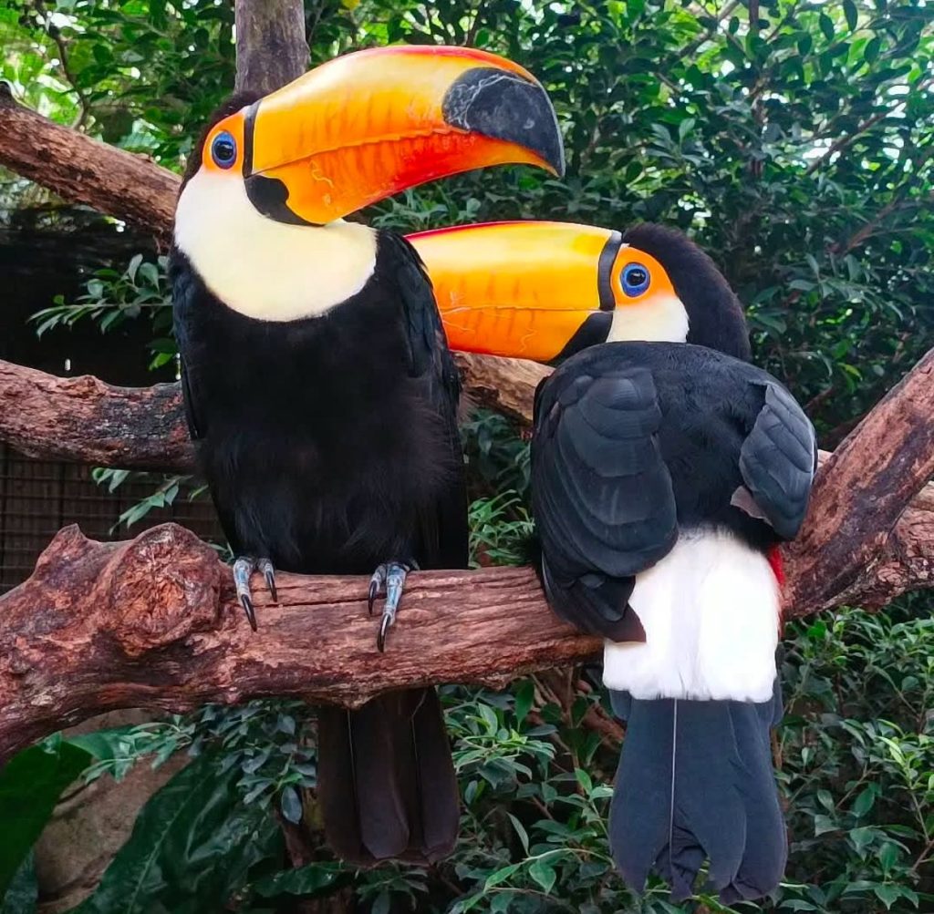 Healthy exotic toucan bird for sale at trusted bird farm