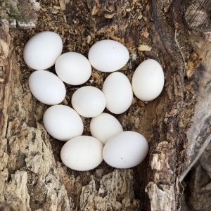 Fertile White Peafowl Eggs