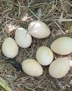 Fertile White Peafowl Eggs
