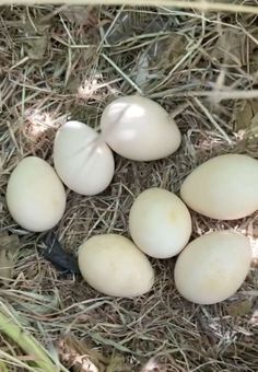 Fertile white peafowl eggs from healthy breeding peafowl for hatching and incubation purposes