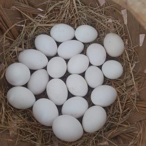 Fertile Cameo Peafowls Eggs
